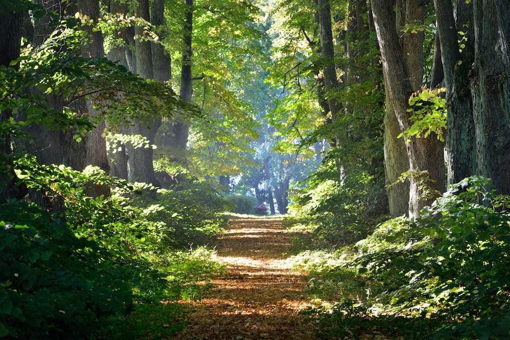 7 A Serene Forest Road At Dawn SBI 300739794