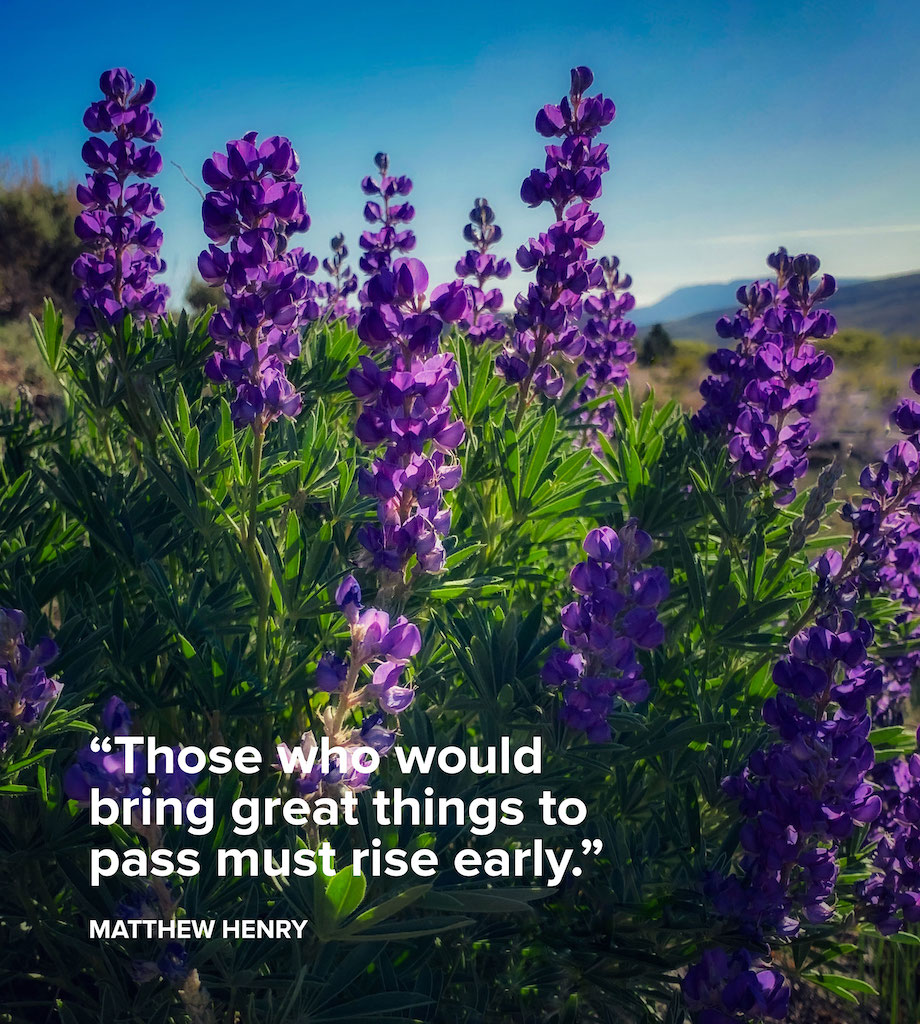 Life Coaching San Antonio Black Canyon Lupine Final