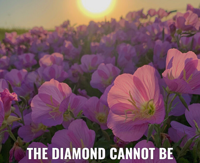 Life Coaching San Antonio Live On Purpose Week Of 5 27 2024 00003